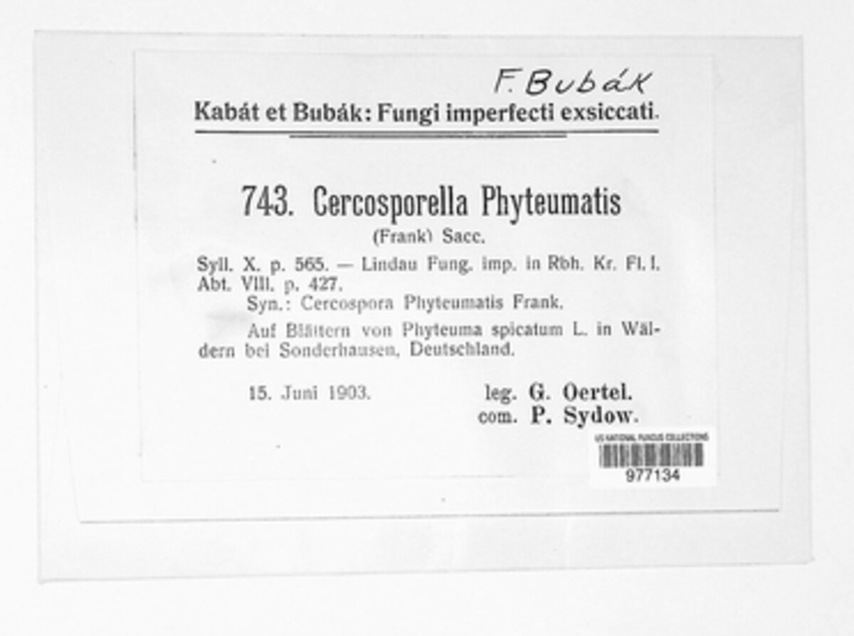 Cercosporella phyteumatis image